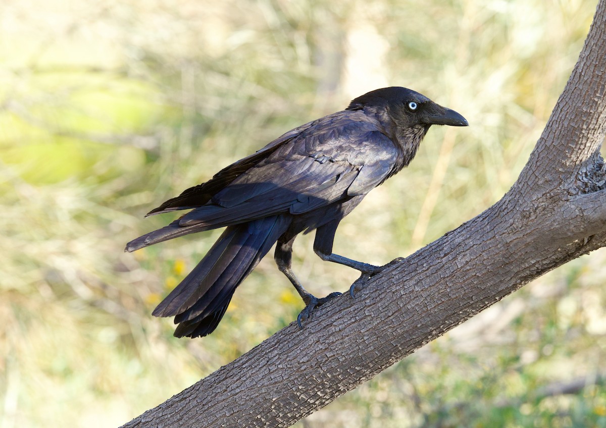 Little Crow - ML642903097