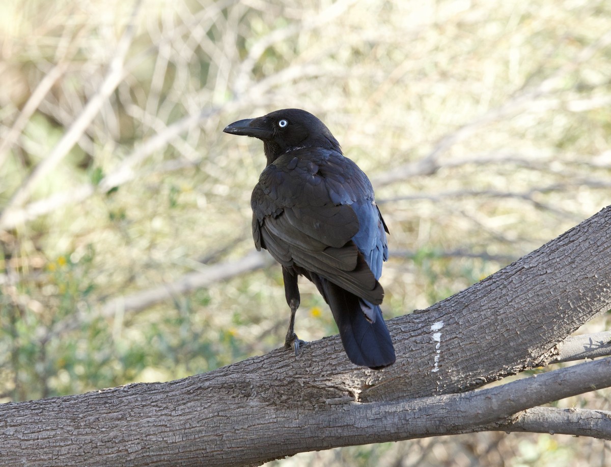 Little Crow - ML642903098