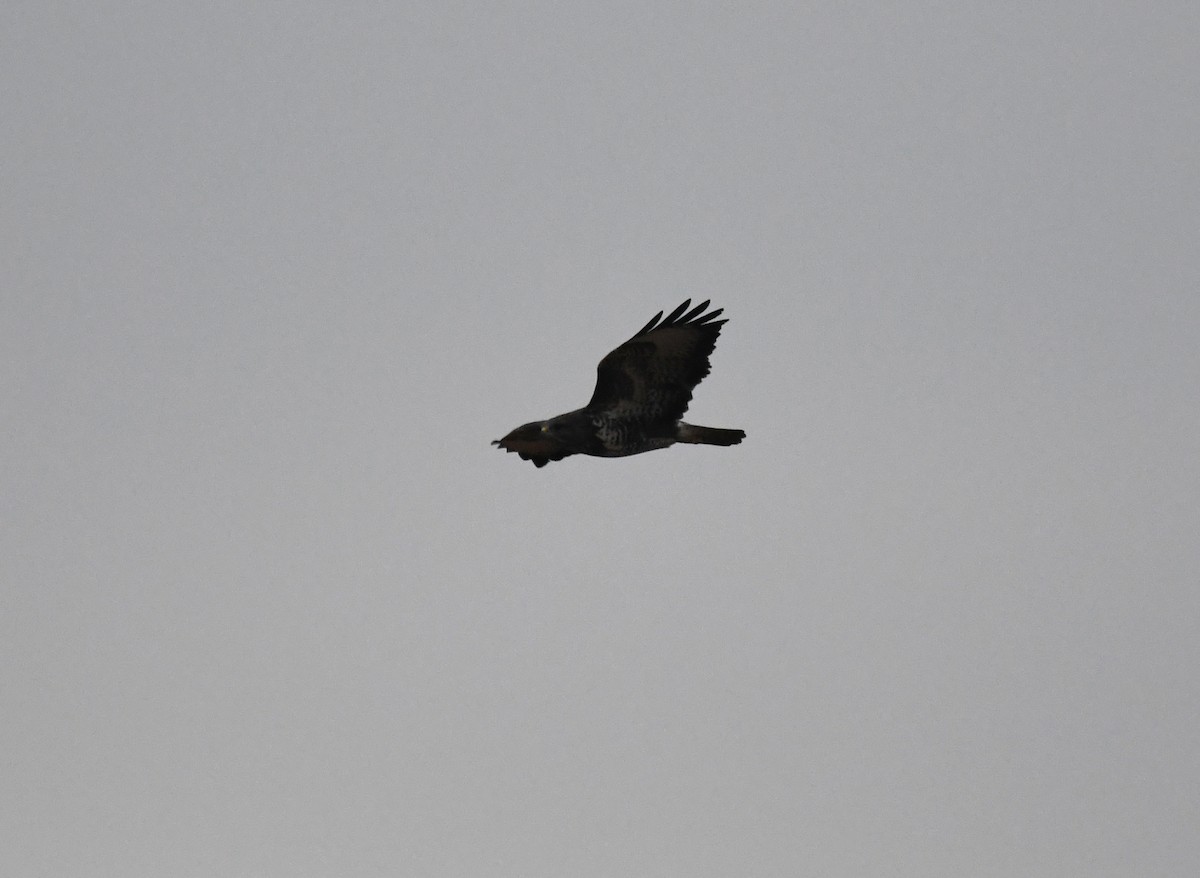 Buse variable (buteo) - ML642903099