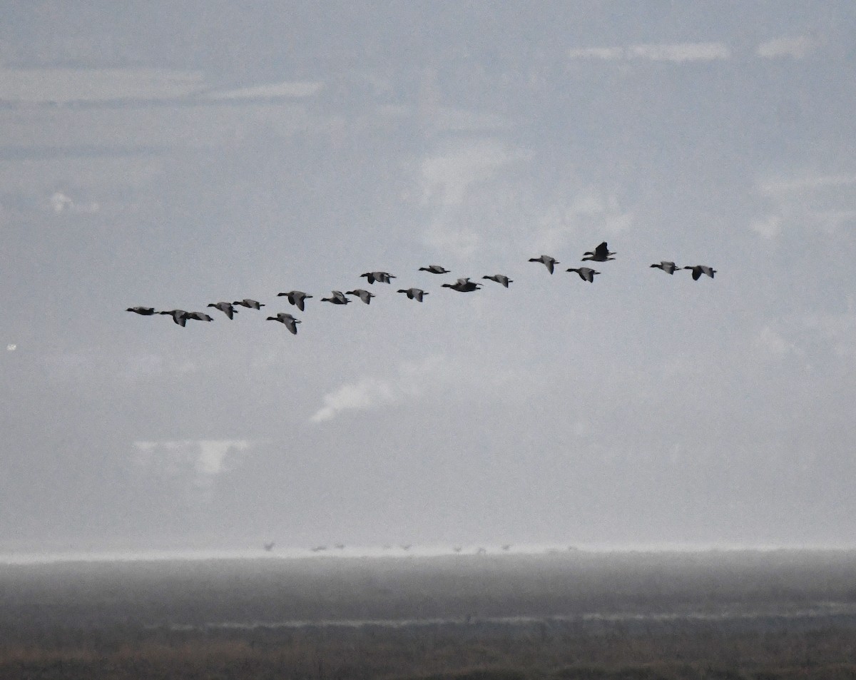 Pink-footed Goose - ML642903102