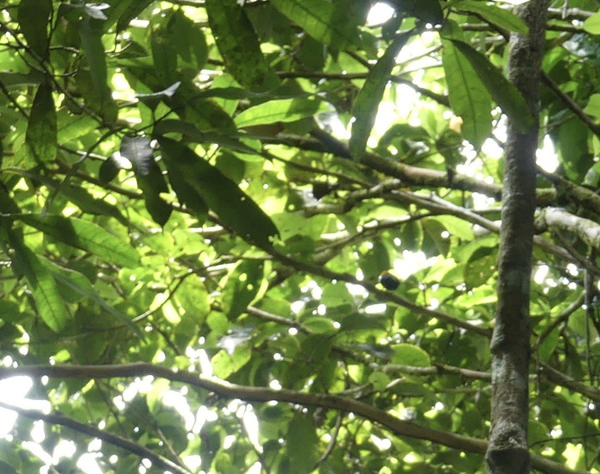 Golden-headed Manakin - ML642903104