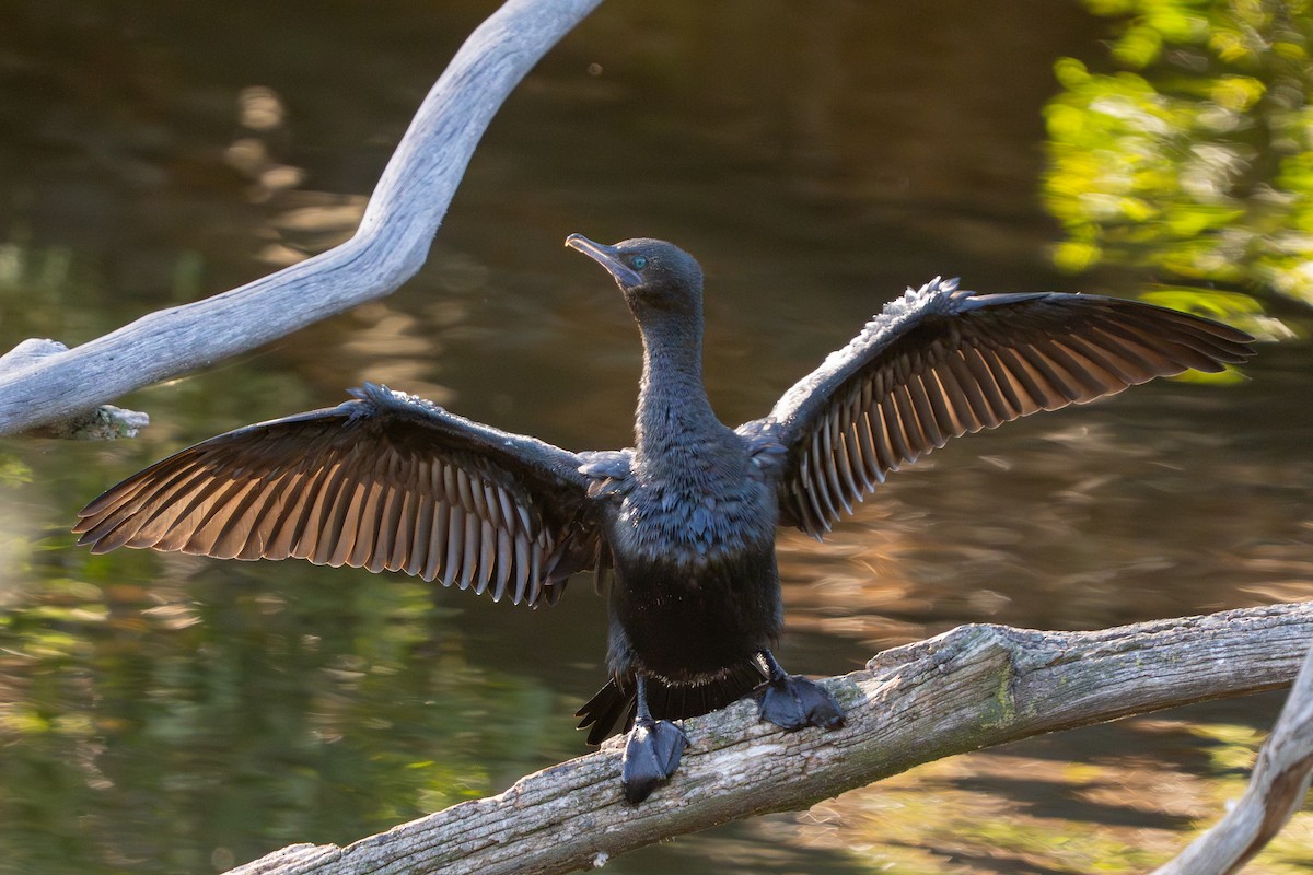 Little Black Cormorant - ML642903108