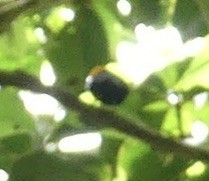 Golden-headed Manakin - ML642903112
