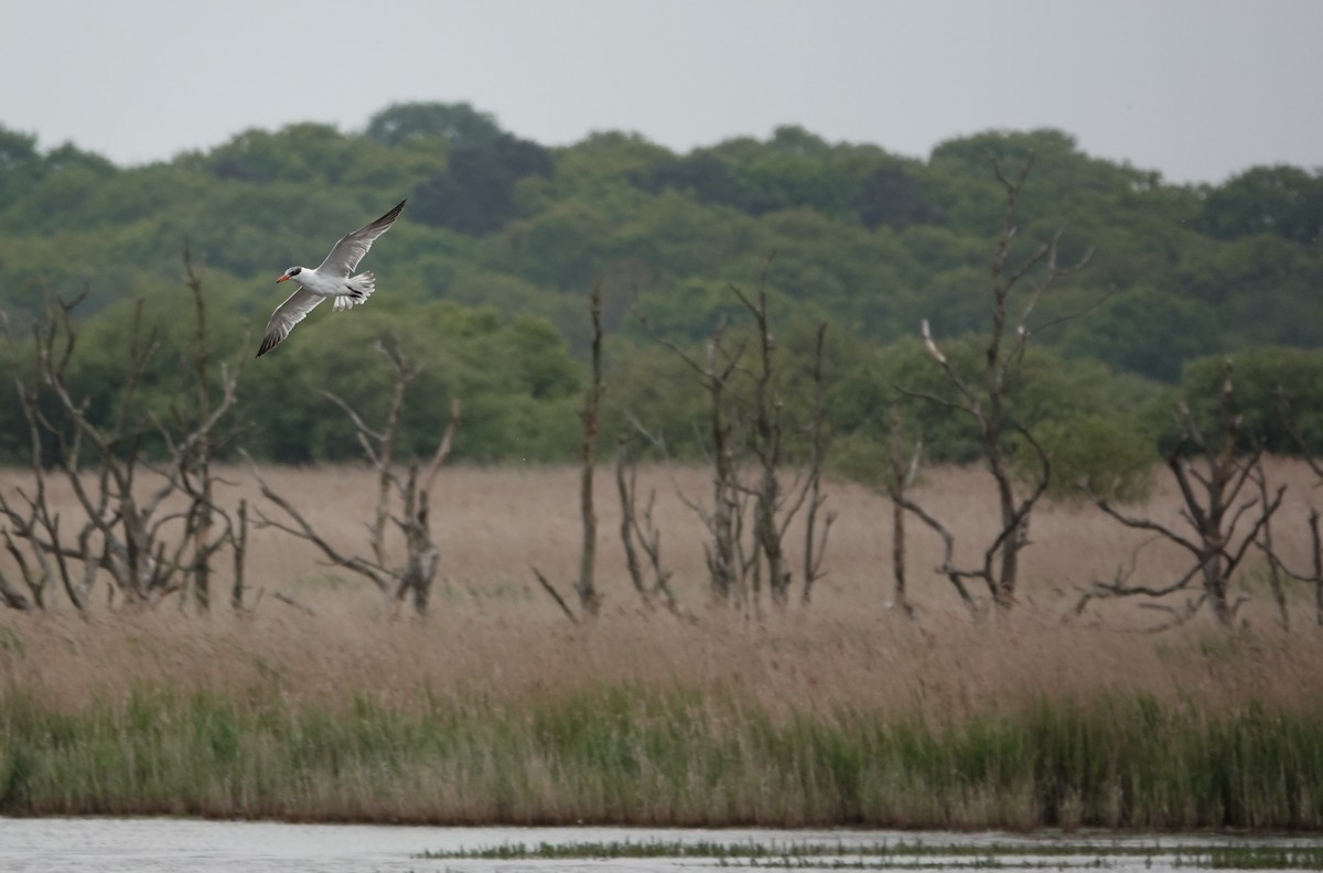 Морин хараалай - ML642903115