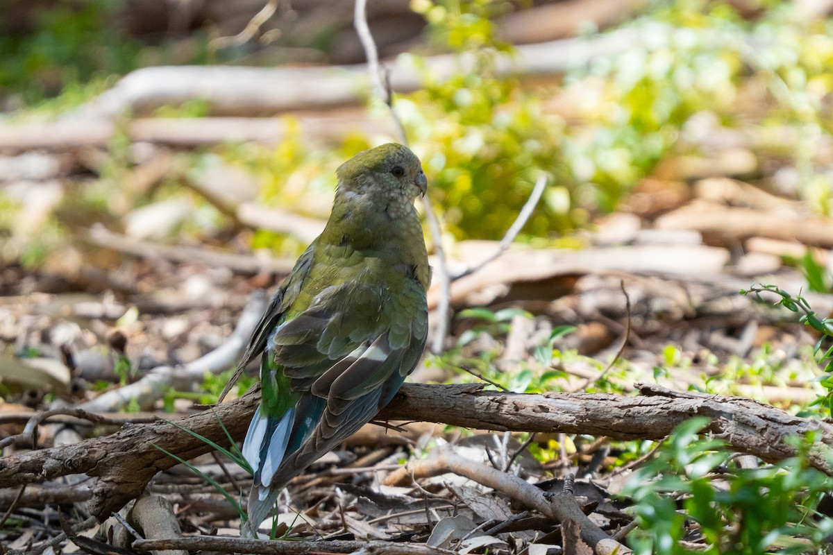 Red-rumped Parrot - ML642903118