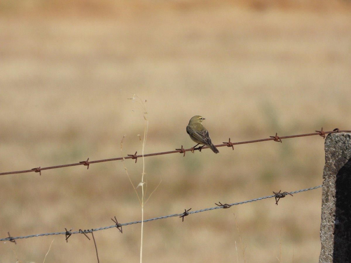 Willow Warbler - ML642903152