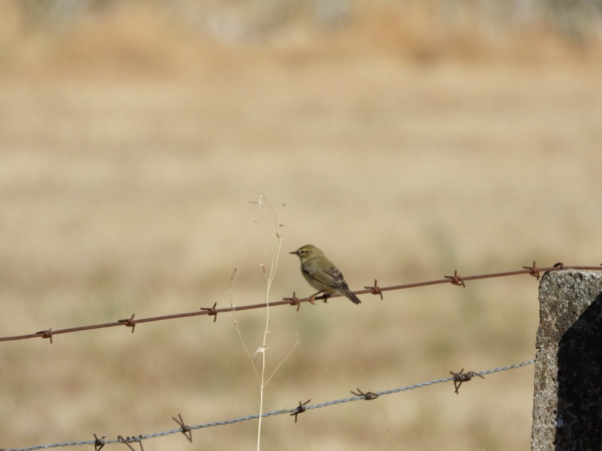 Willow Warbler - ML642903153