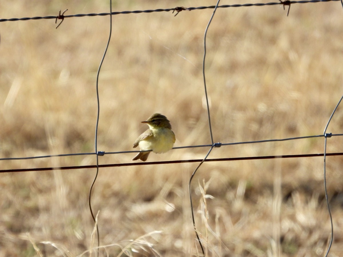 Willow Warbler - ML642903154
