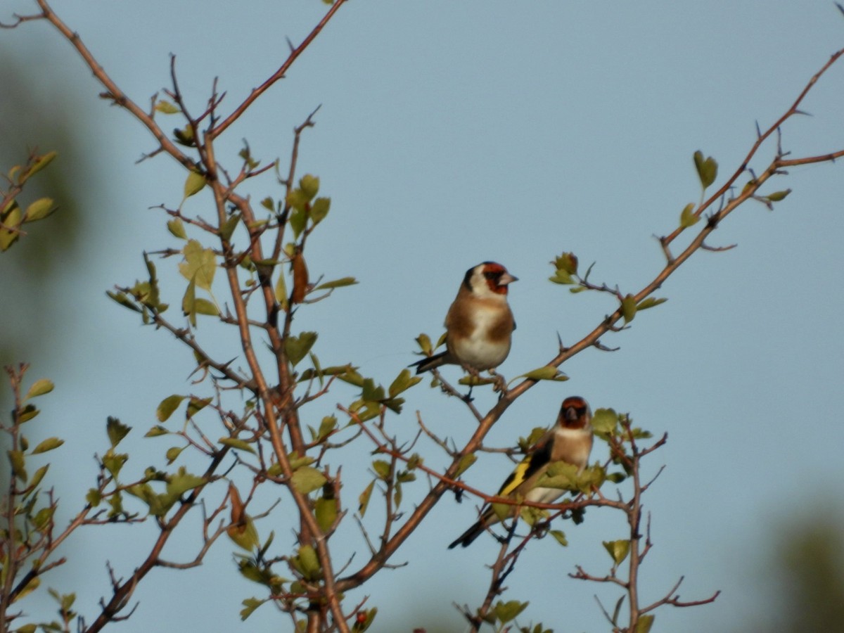 European Goldfinch - ML642903163