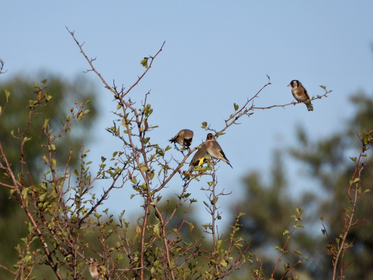 European Goldfinch - ML642903164