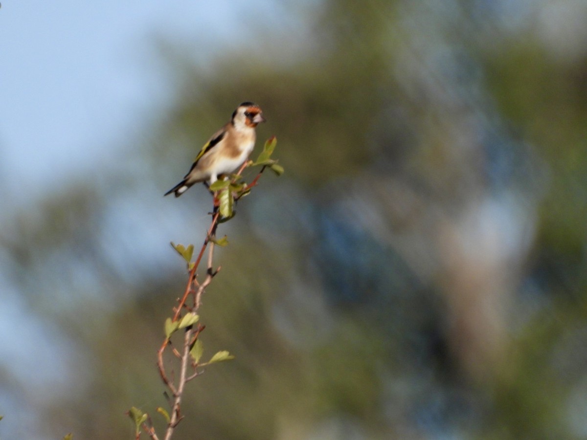 European Goldfinch - ML642903165