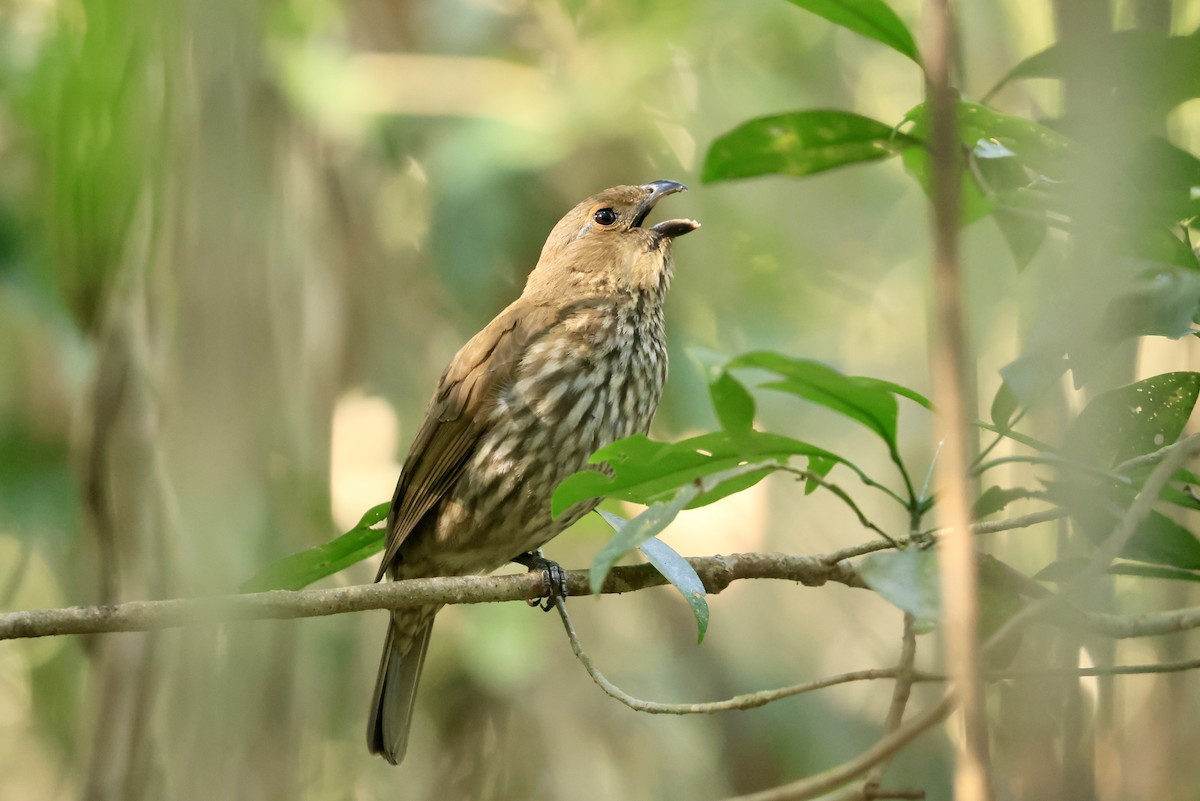 Tooth-billed Bowerbird - ML642903169