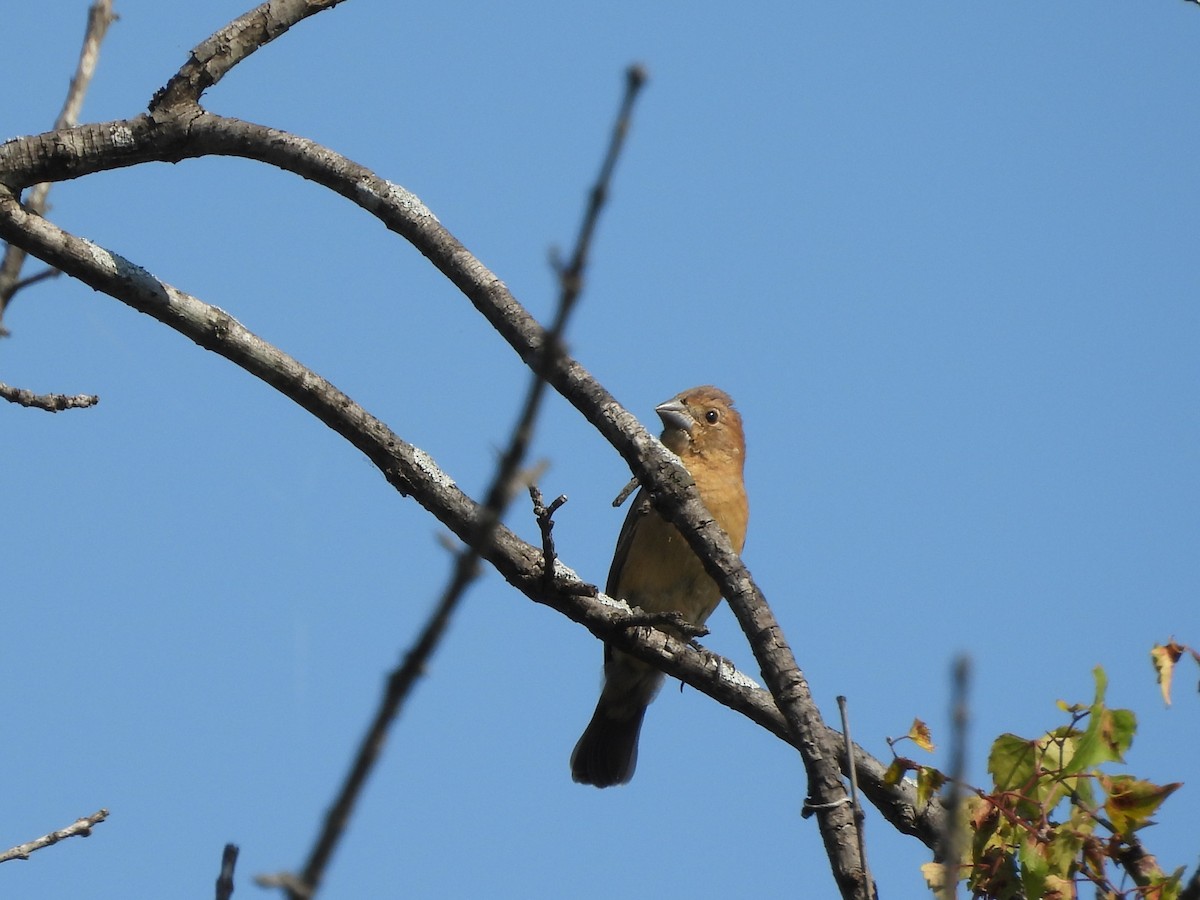 Blue Grosbeak - ML642903170