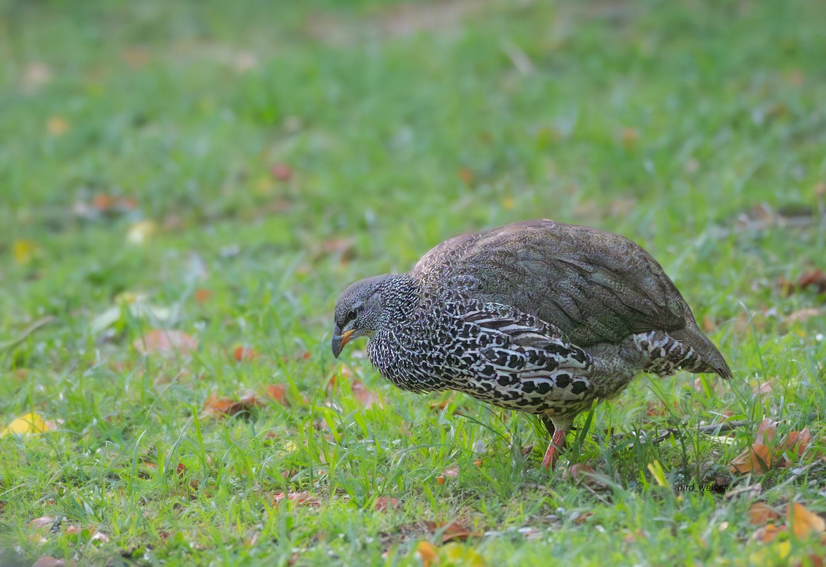 Hildebrandt's Spurfowl - ML642903171