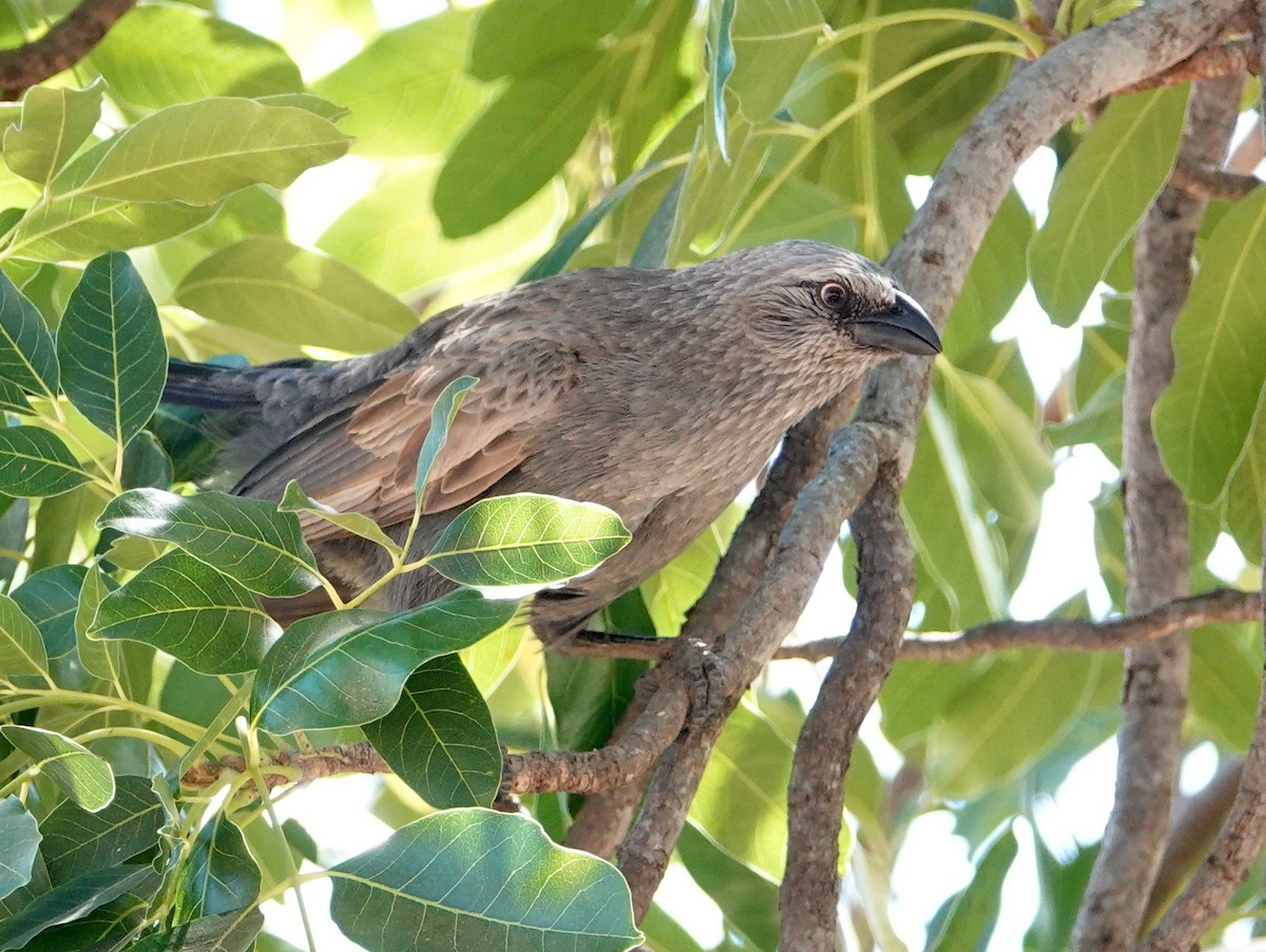 Apostlebird - ML642903173