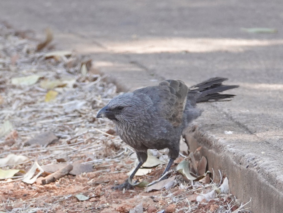 Apostlebird - ML642903175