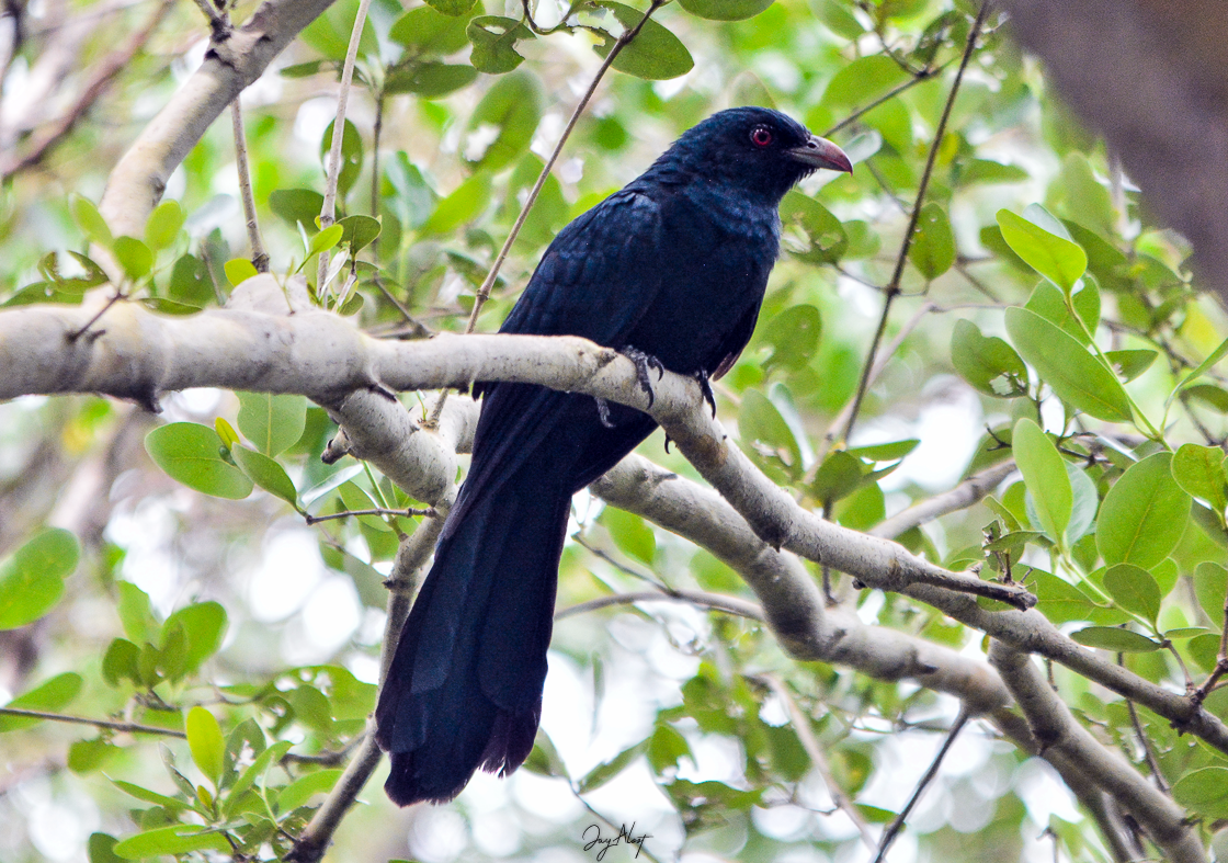 Asian Koel - ML642903183