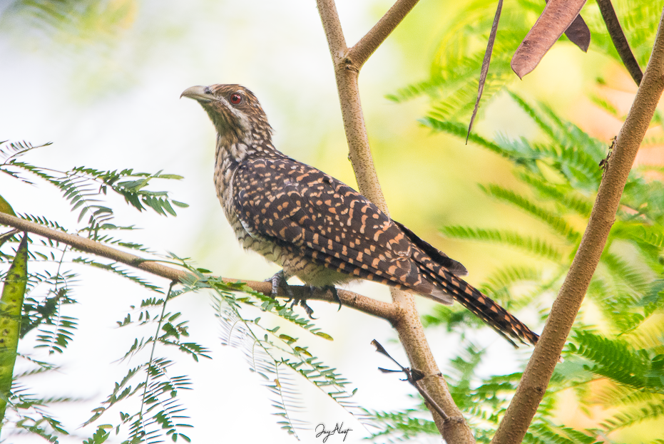 Asian Koel - ML642903185