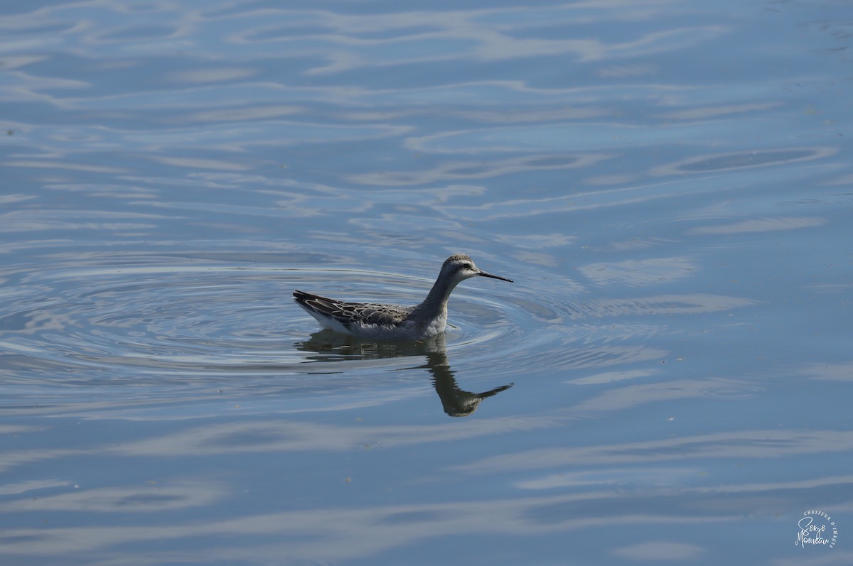 Wilson's Phalarope - ML642903186