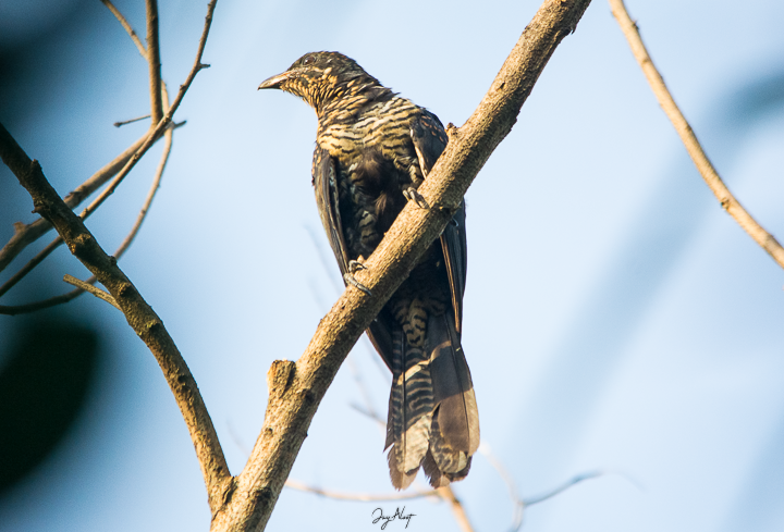 Asian Koel - ML642903187