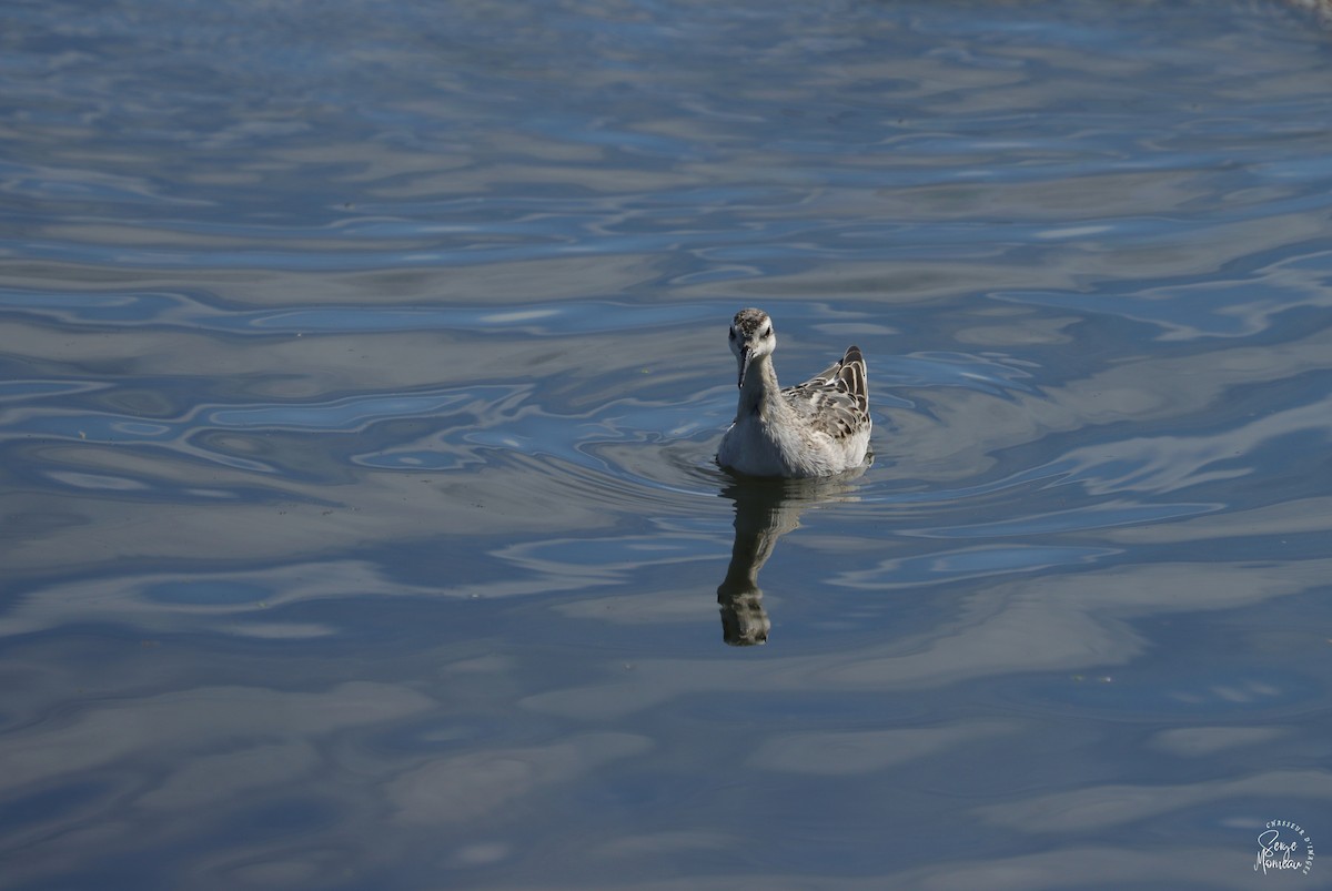 Wilson's Phalarope - ML642903189