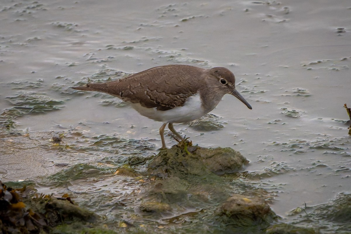 strandsnipe - ML642903197