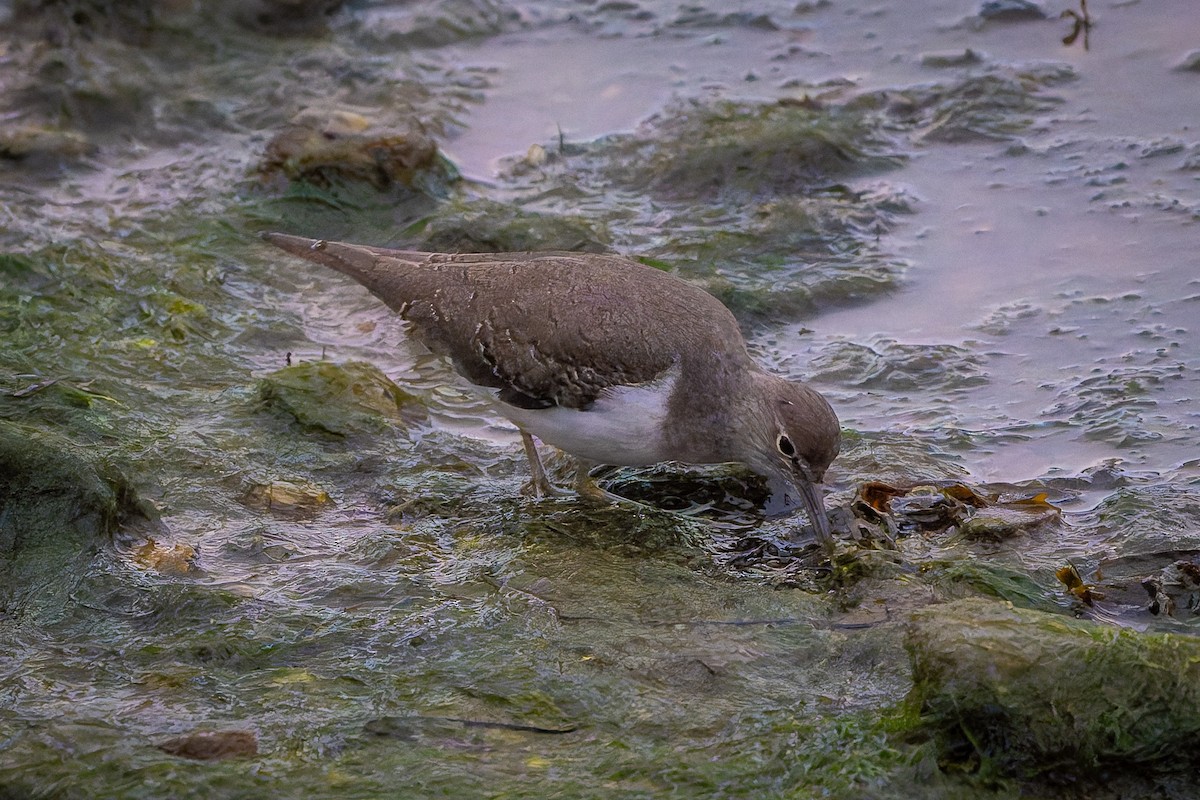 strandsnipe - ML642903198