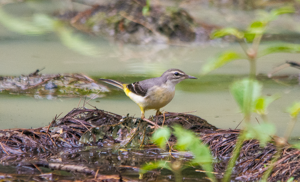 Gray Wagtail - ML642903202