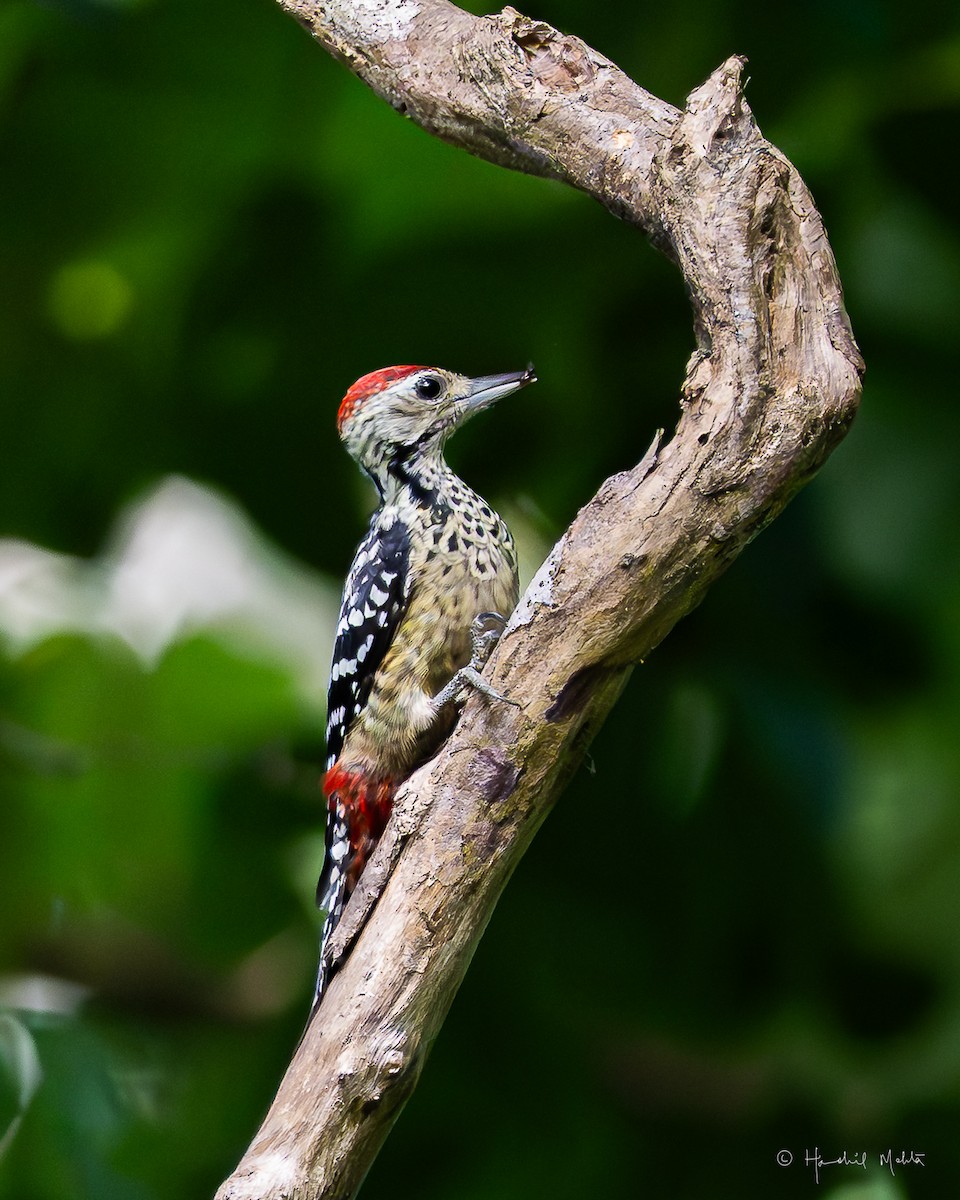 Freckle-breasted Woodpecker - ML642903205