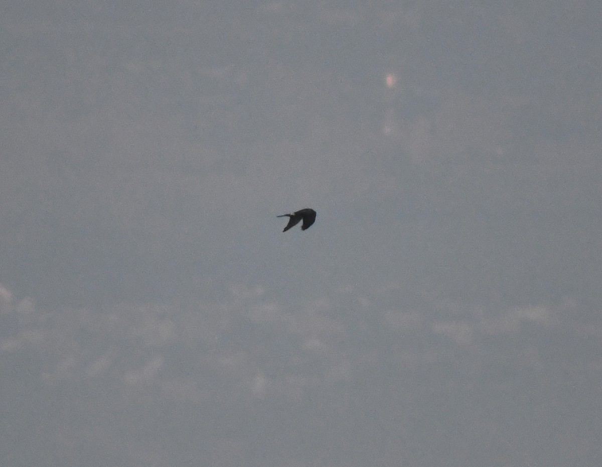 灰澤鵟 - ML642903231