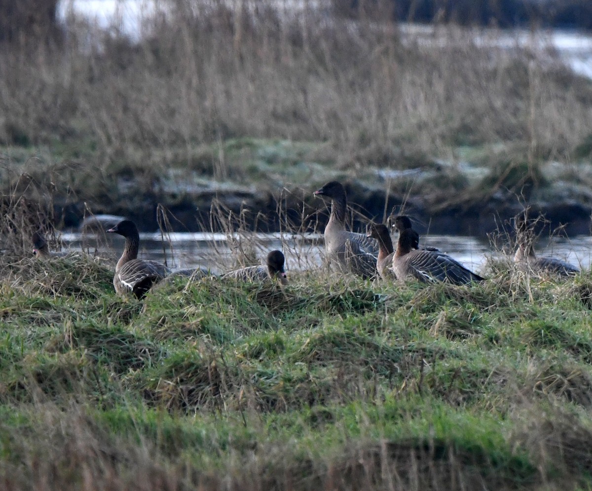 Pink-footed Goose - ML642903233