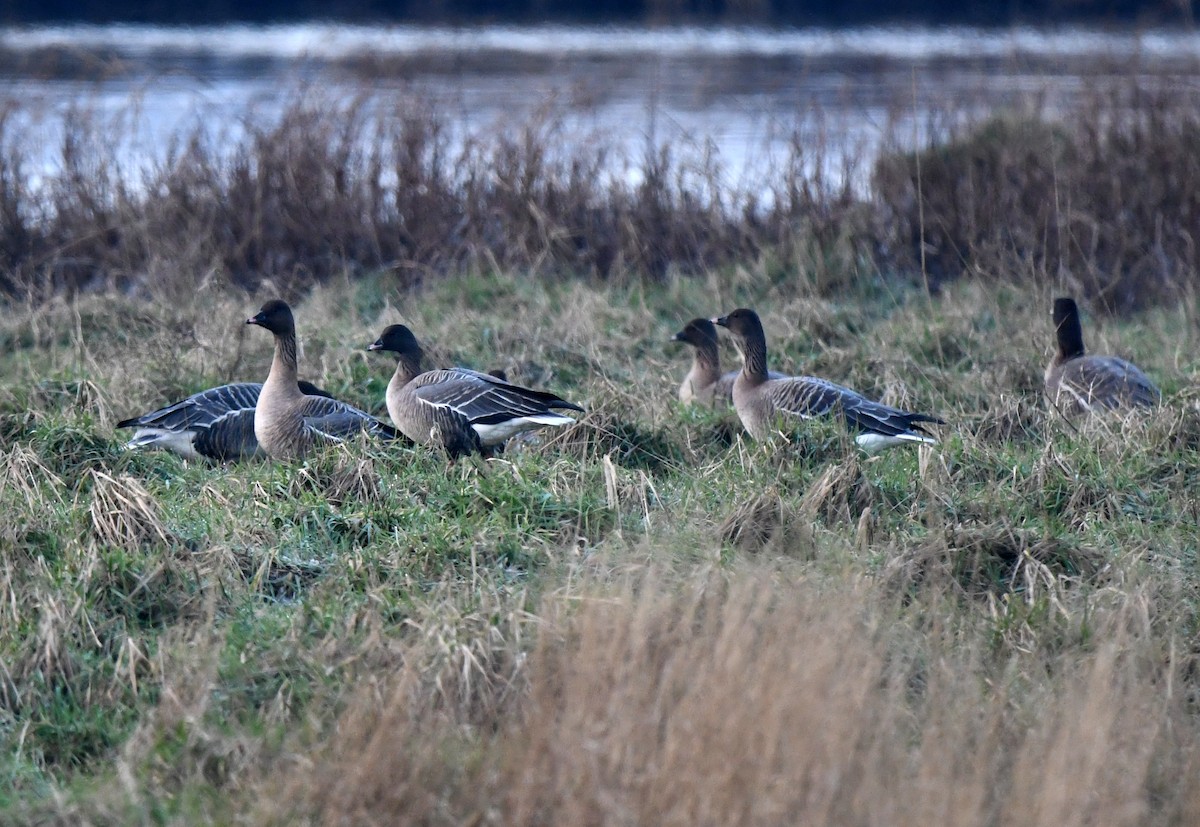 Pink-footed Goose - ML642903234