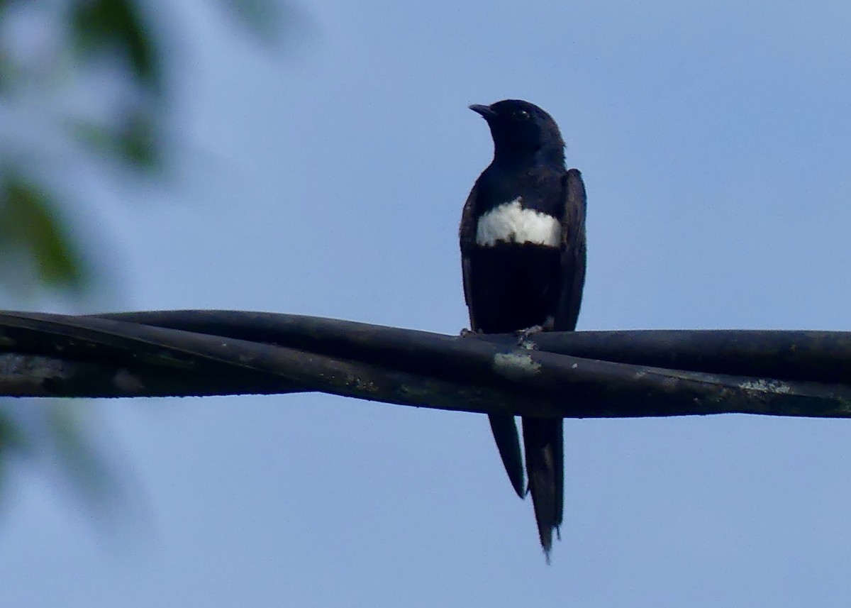 White-banded Swallow - ML642903235