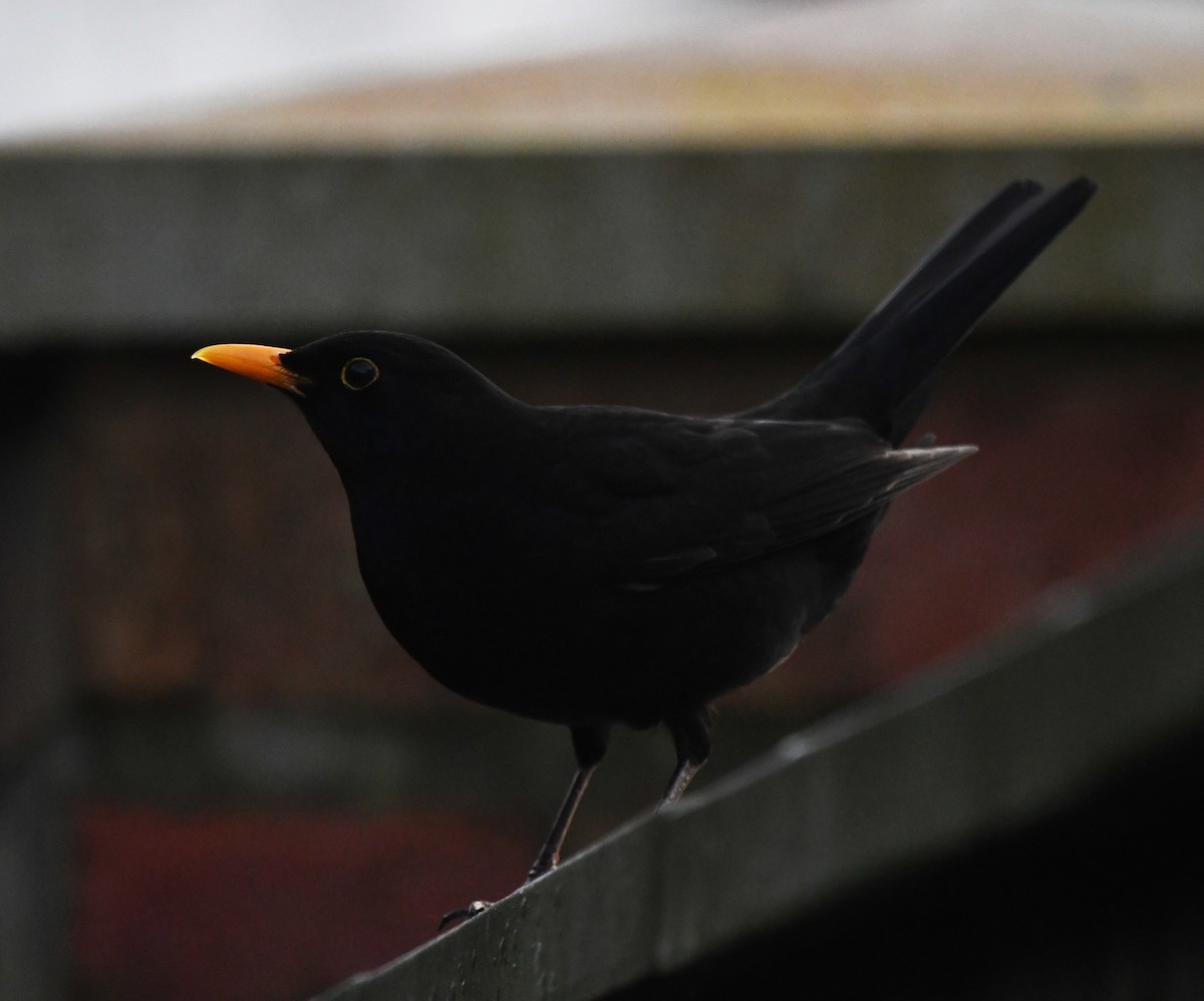 Eurasian Blackbird - ML642903239