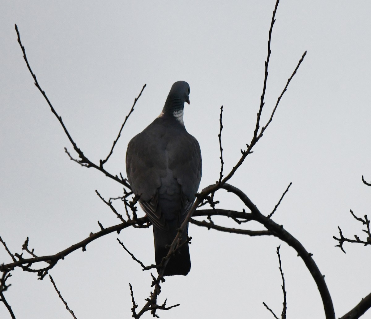 Common Wood-Pigeon (White-necked) - ML642903241
