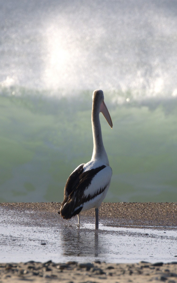 Australian Pelican - ML642903243