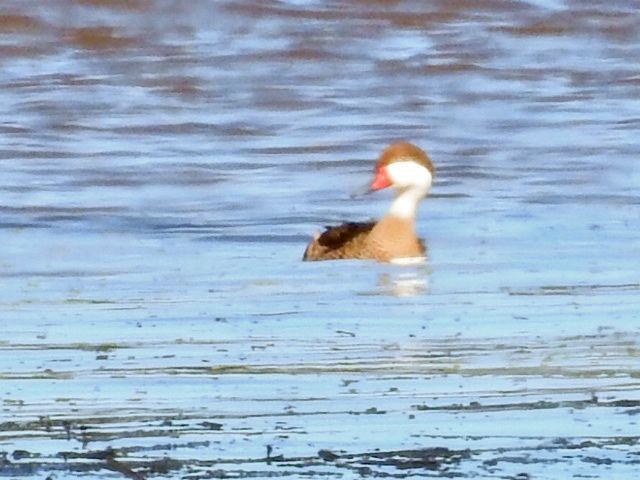 White-cheeked Pintail - ML642903248