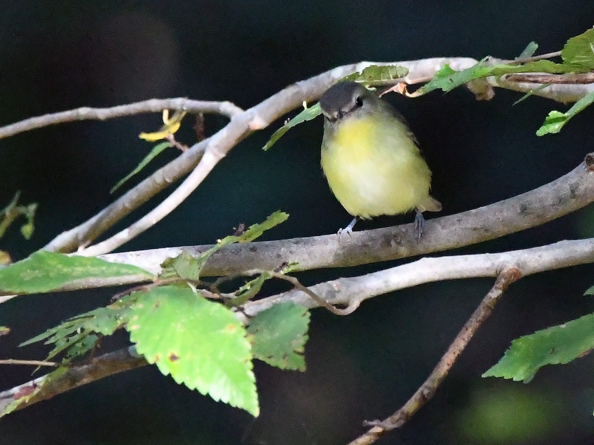 Philadelphia Vireo - ML642903251