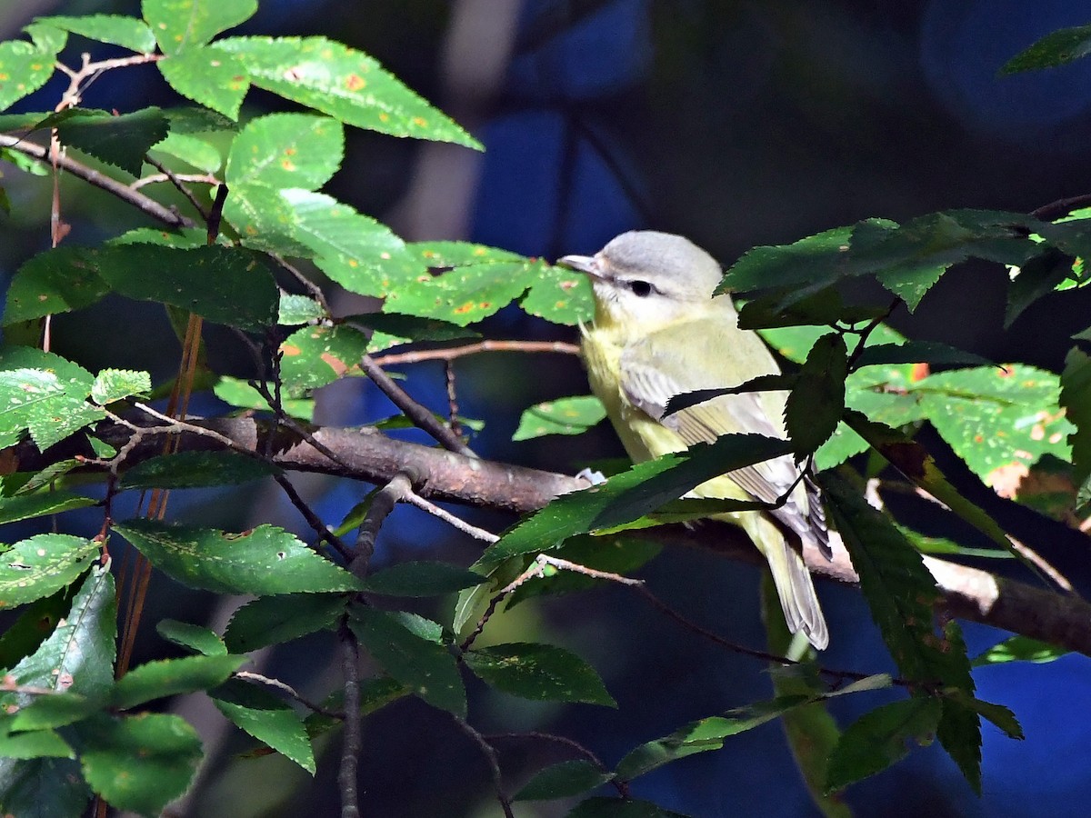 Philadelphia Vireo - ML642903253