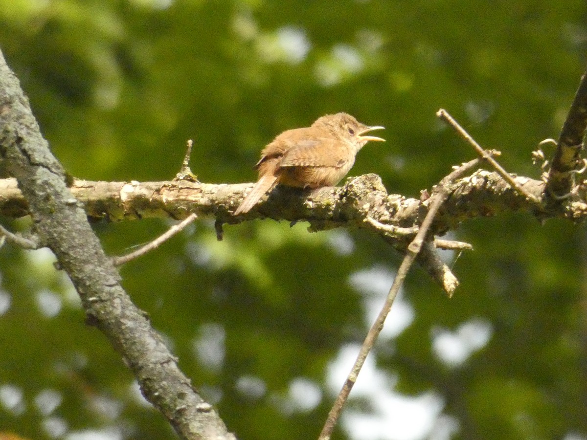 Northern House Wren - ML642903256