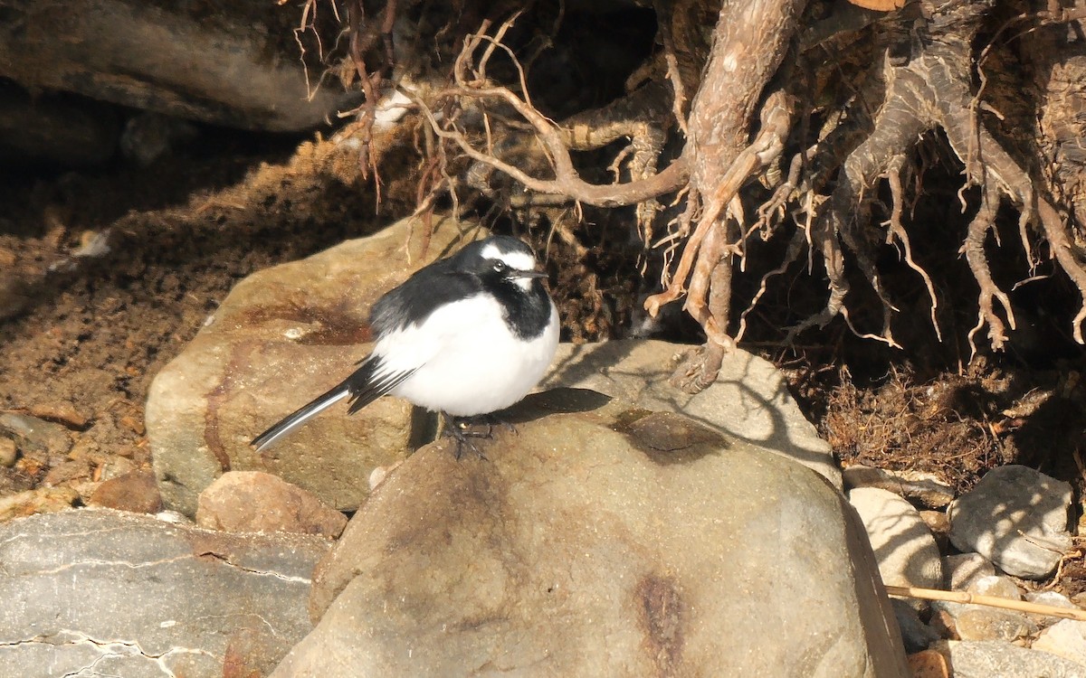 Japanese Wagtail - ML642903259