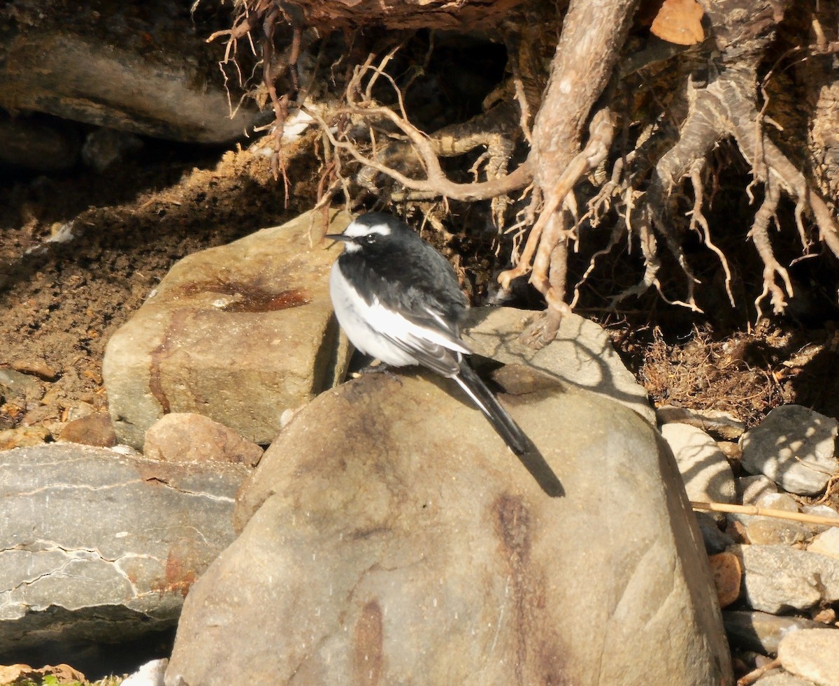 Japanese Wagtail - ML642903260