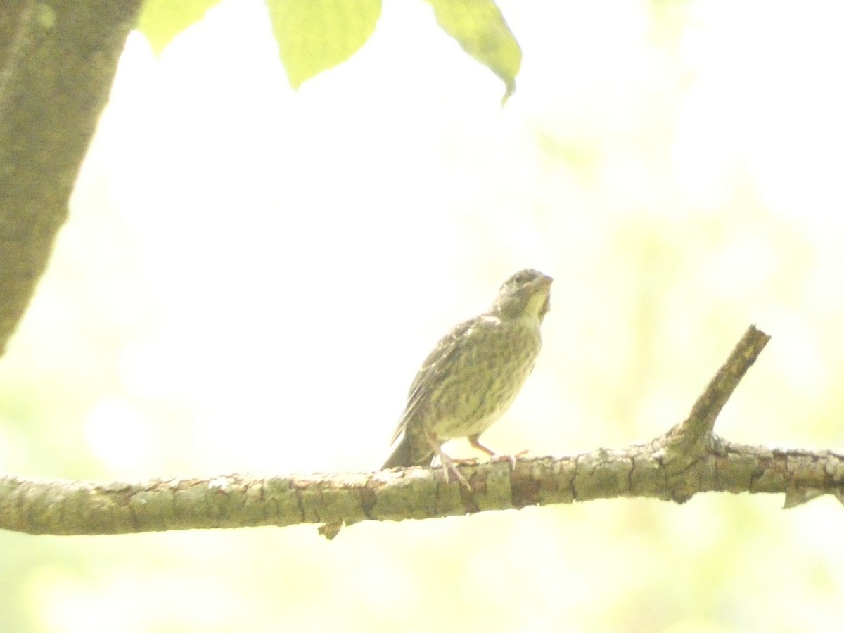 Brown-headed Cowbird - ML642903271