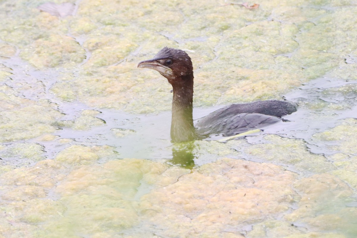 Pygmy Cormorant - ML642903275