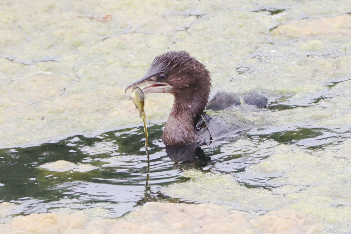 Pygmy Cormorant - ML642903276