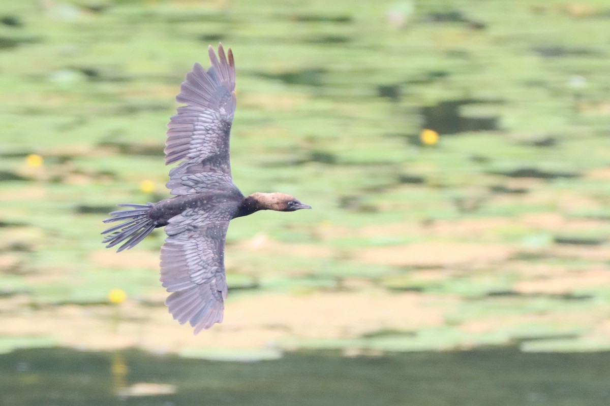 Pygmy Cormorant - ML642903277