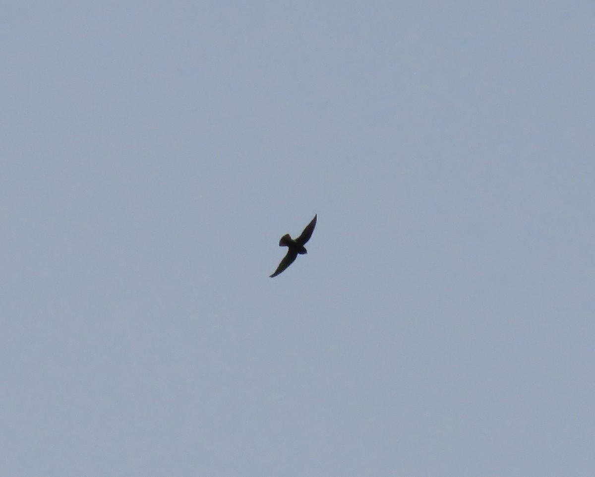 Little Swift - ML642903279