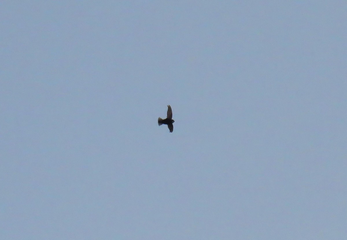 Little Swift - ML642903280