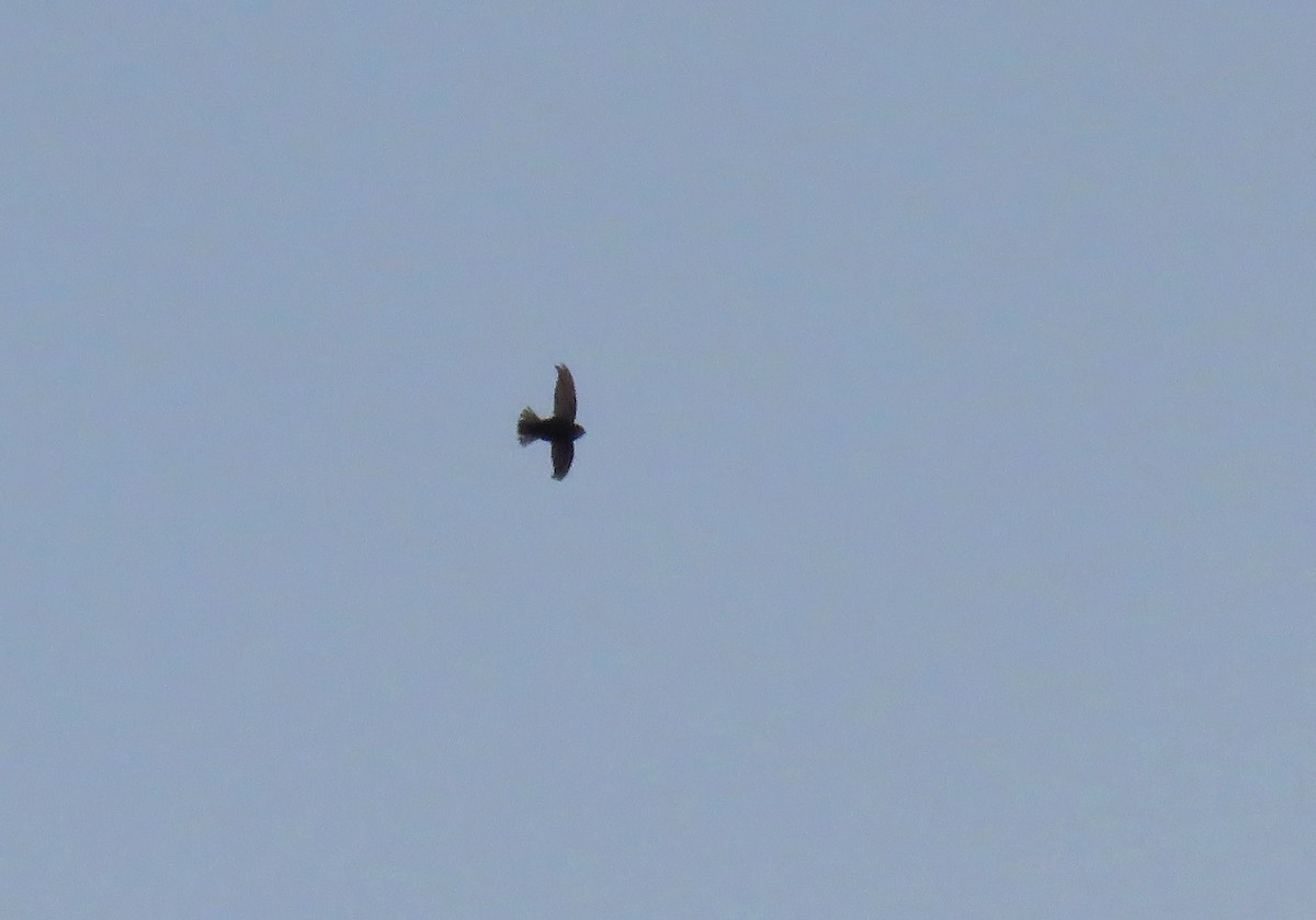 Little Swift - ML642903281