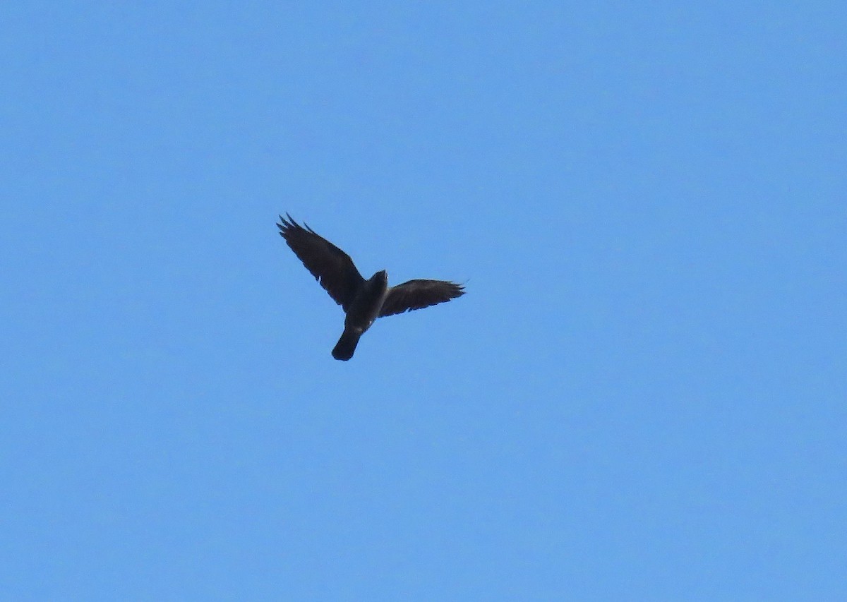 Eurasian Jackdaw - ML642903293